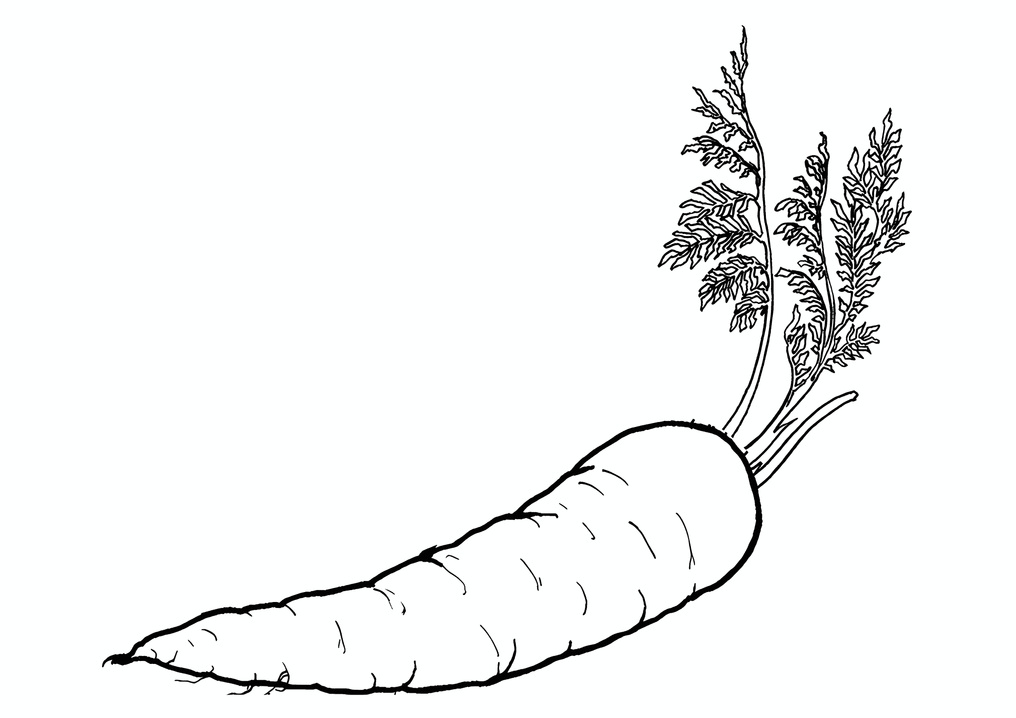 Carrots: Queen of Autumn