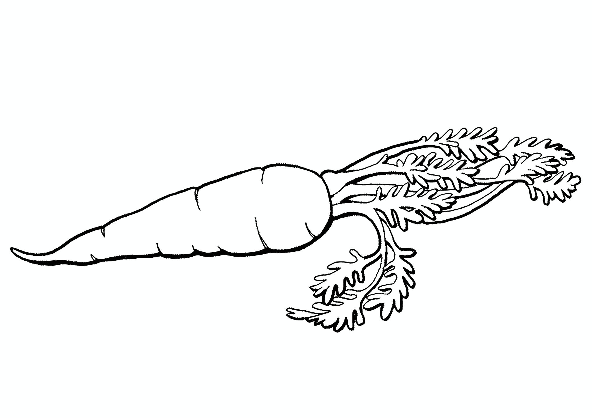 Carrots: Rote-riesen