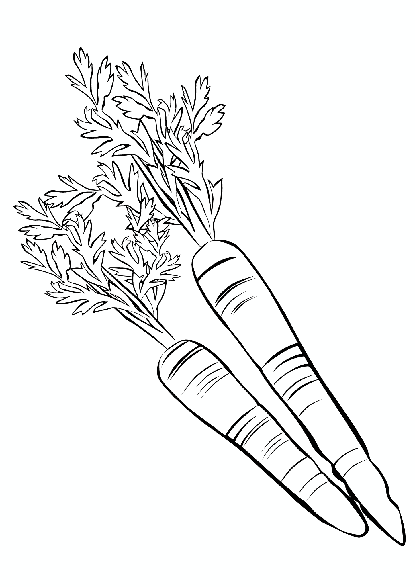 Carrot Amsterdam Forcing