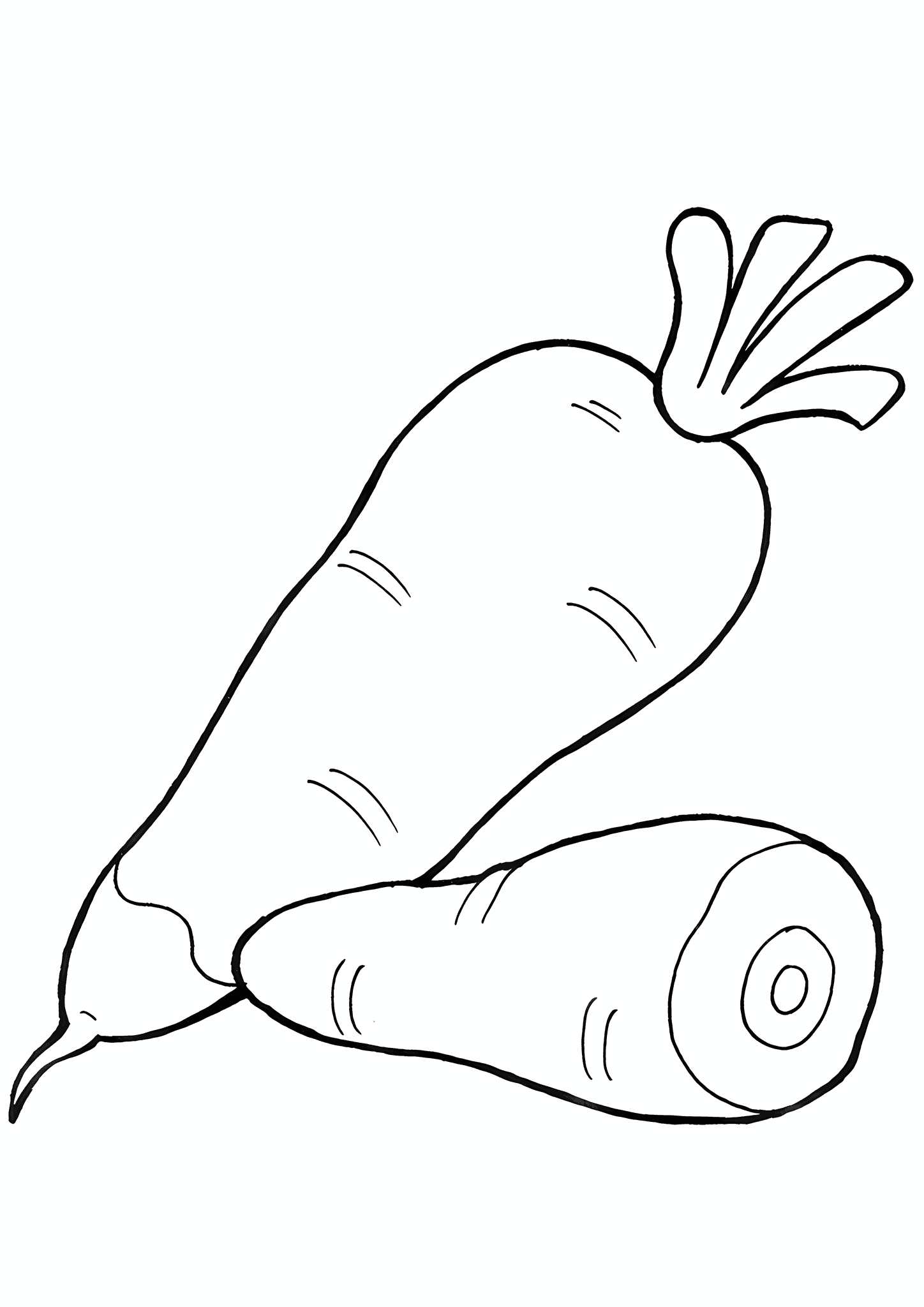 Common Carrot