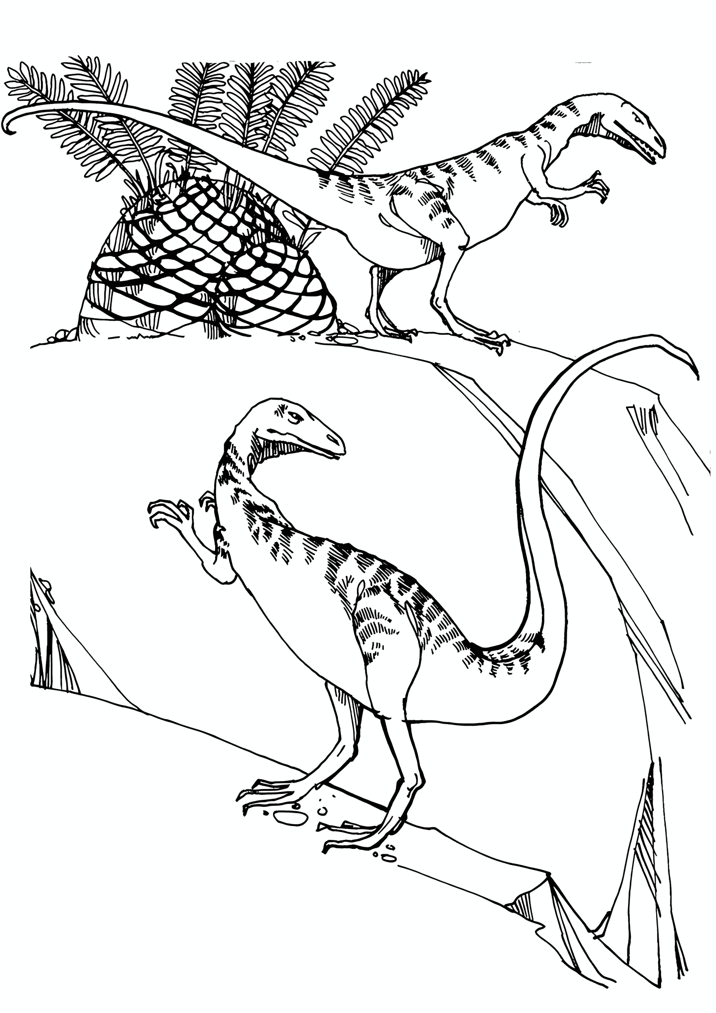 Velociraptors Dinosaur on the Hunt