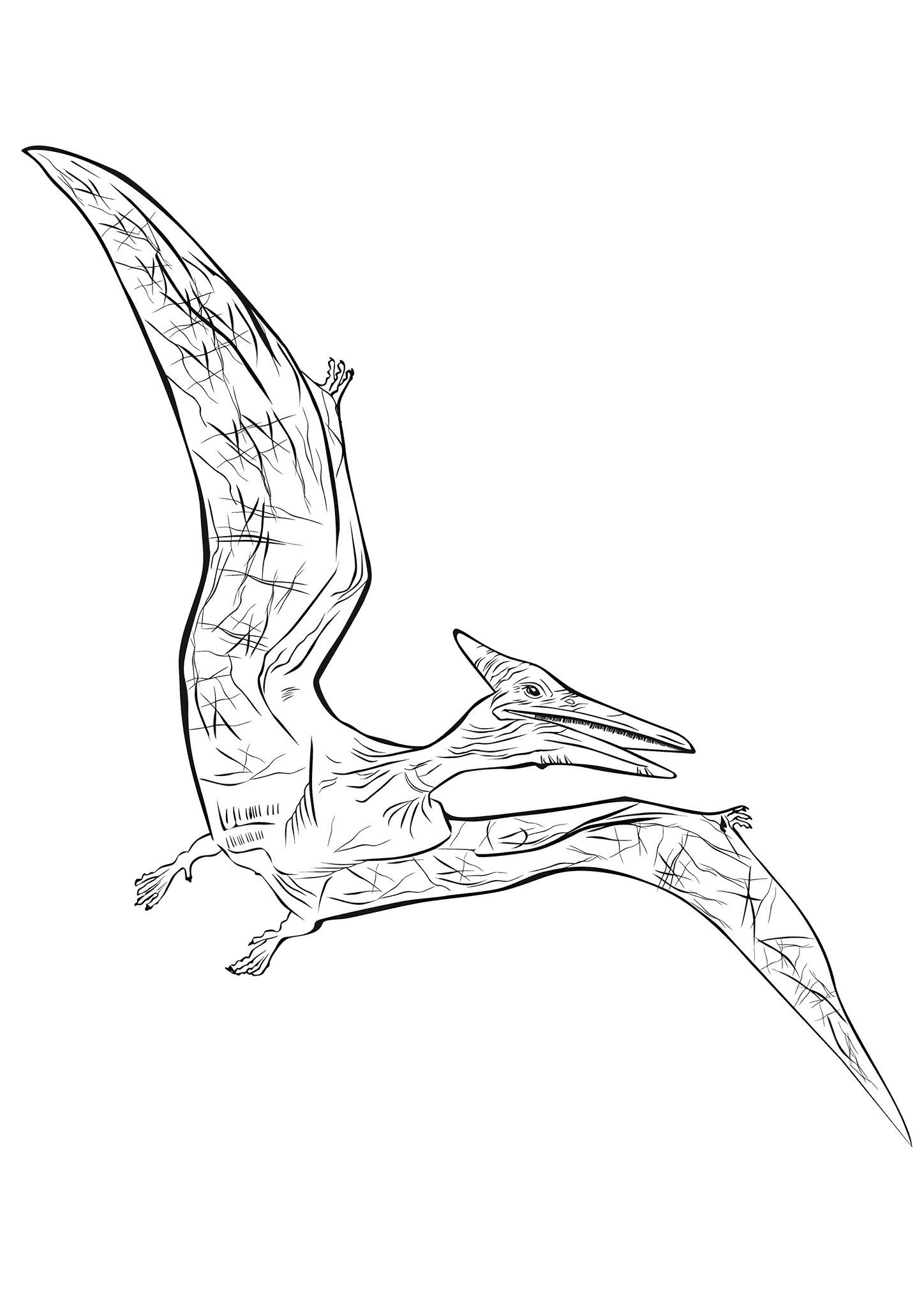 Pterodactyl Dinosaur