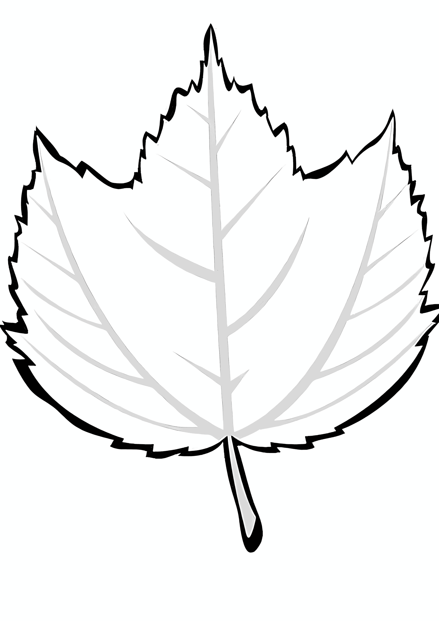 Leaf of a Deciduous Tree