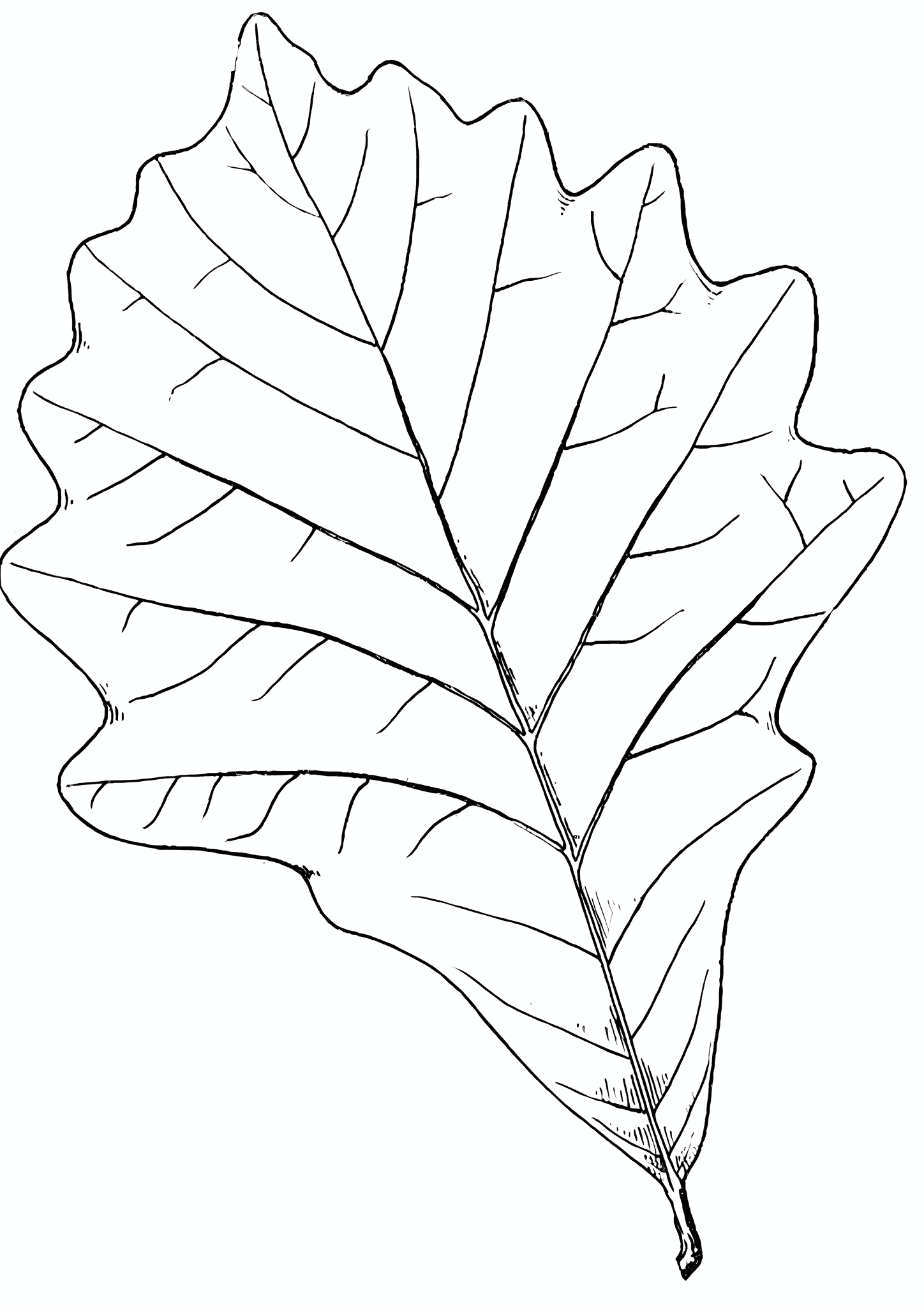 Oak Leaf Broadleaf Forest