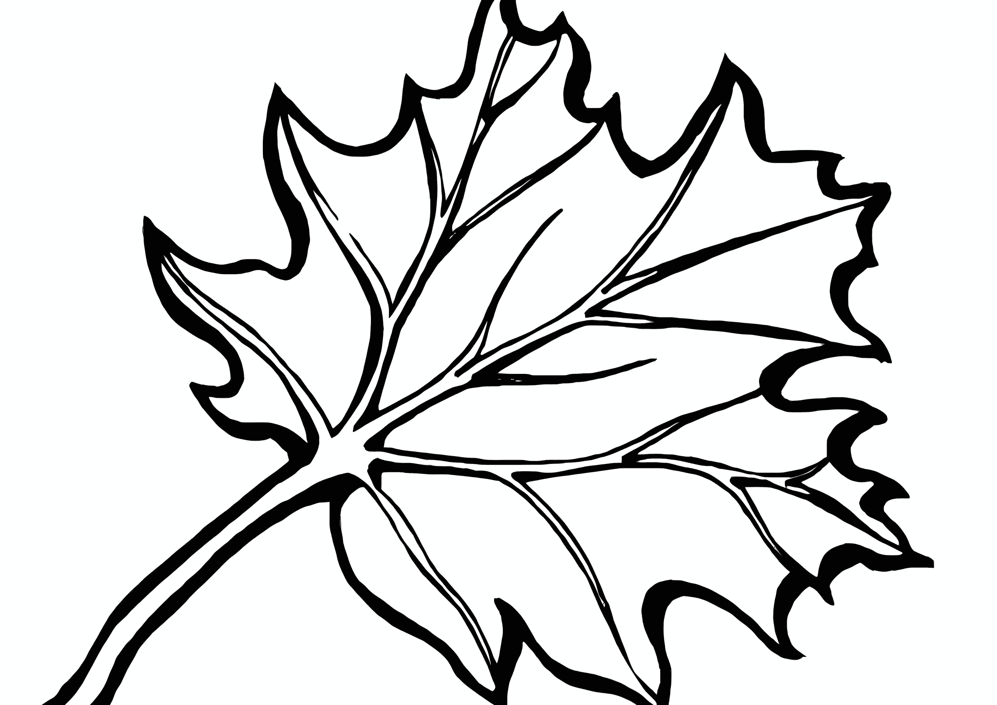Sharp-leaved Maple Leaf