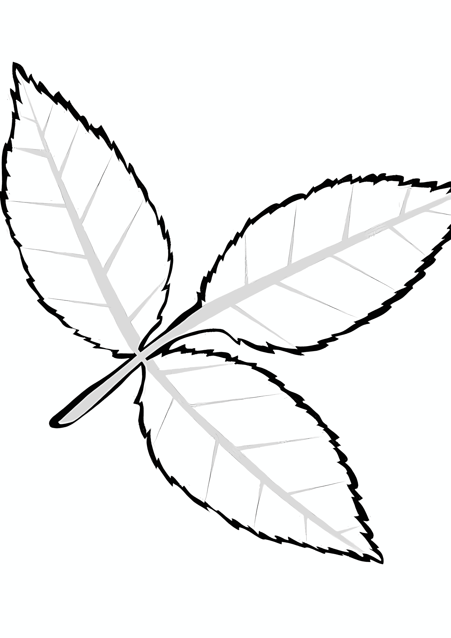 Leaf of a Deciduous Ash Tree