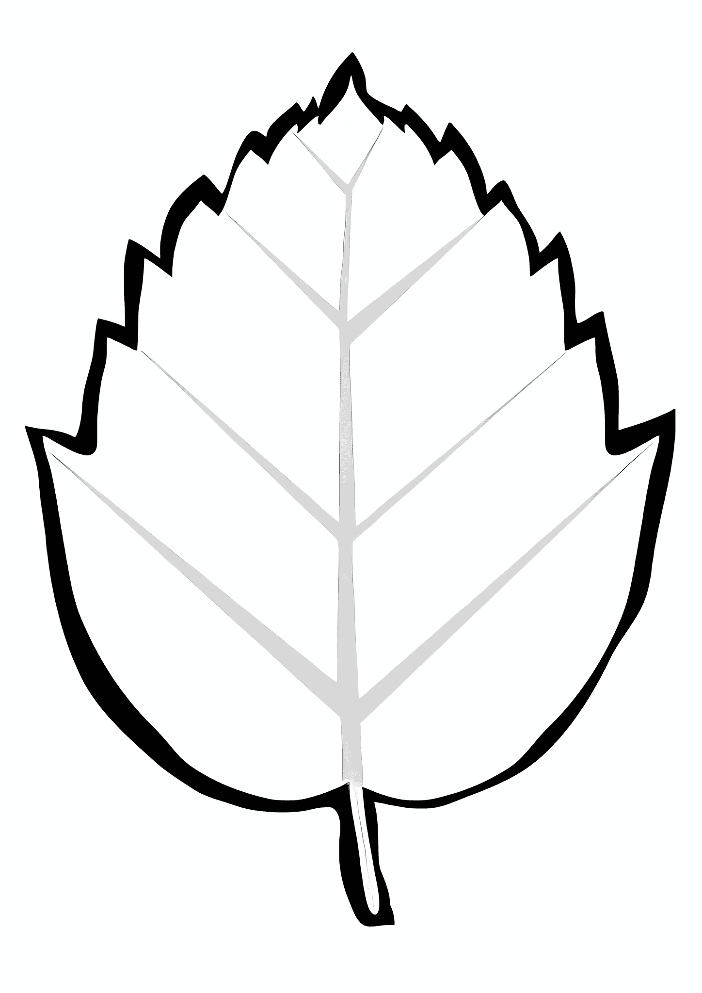 Leaf of a Lush Hornbeam Tree