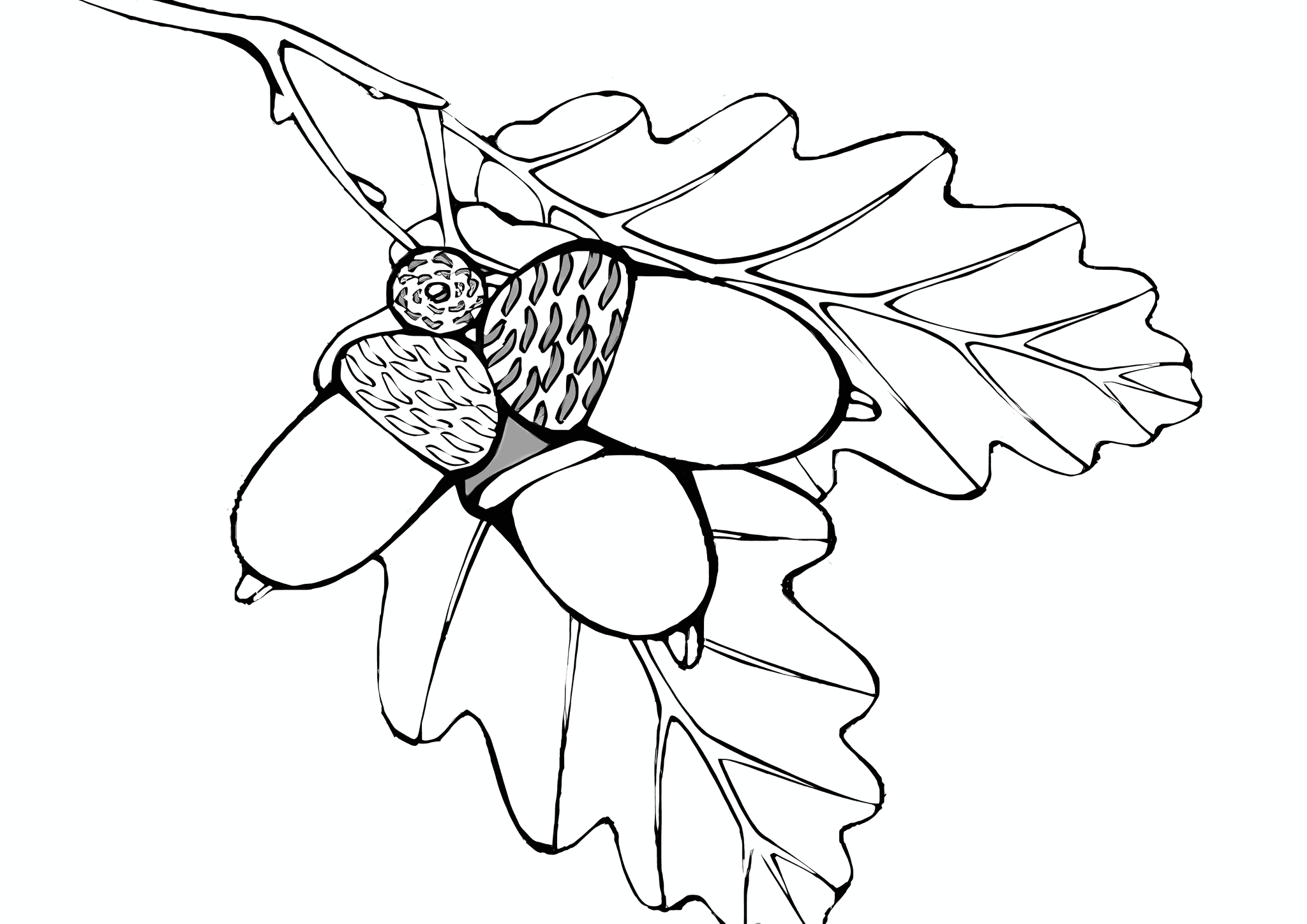 Oak Branch with Acorn