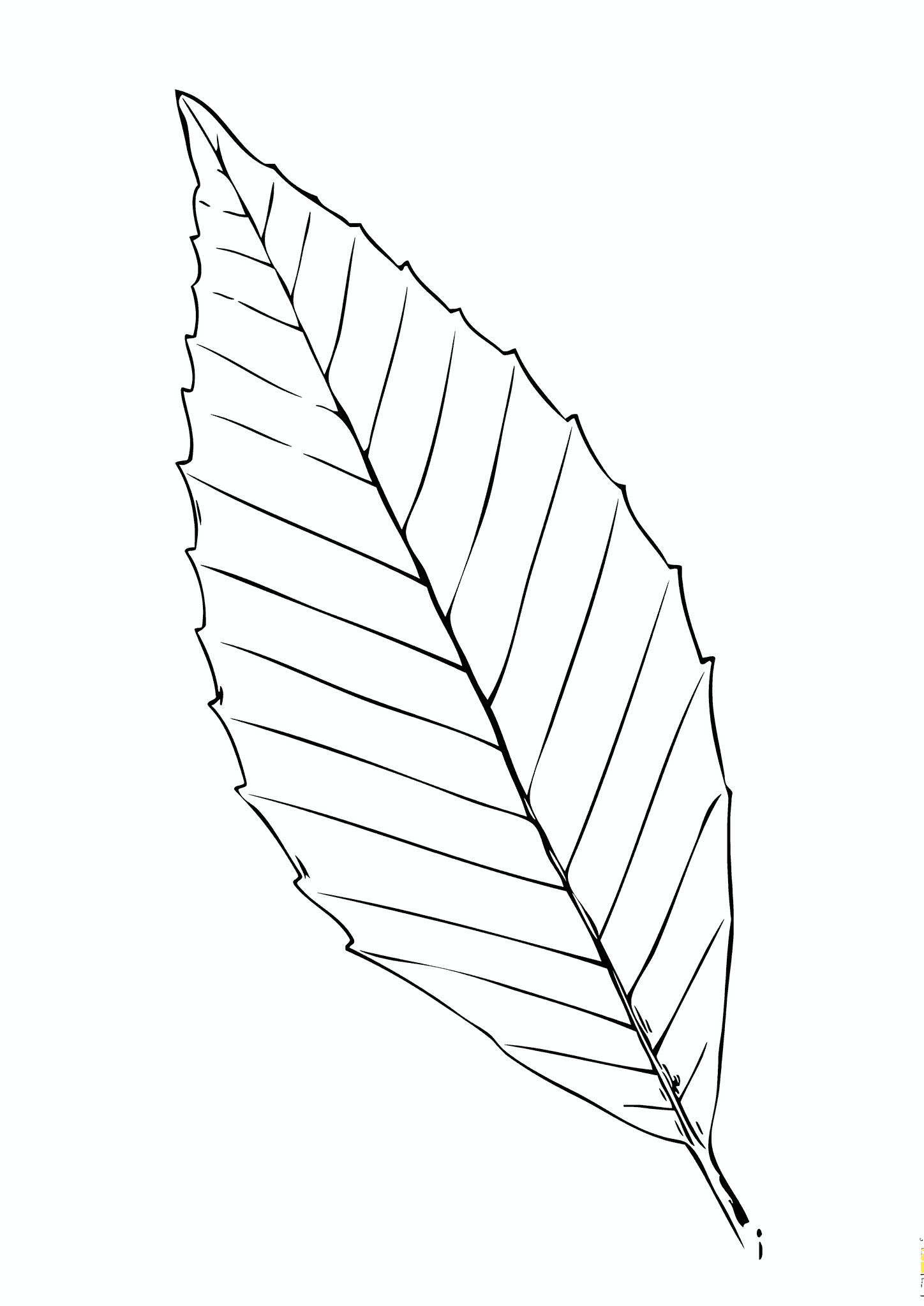 American Beech Leaf