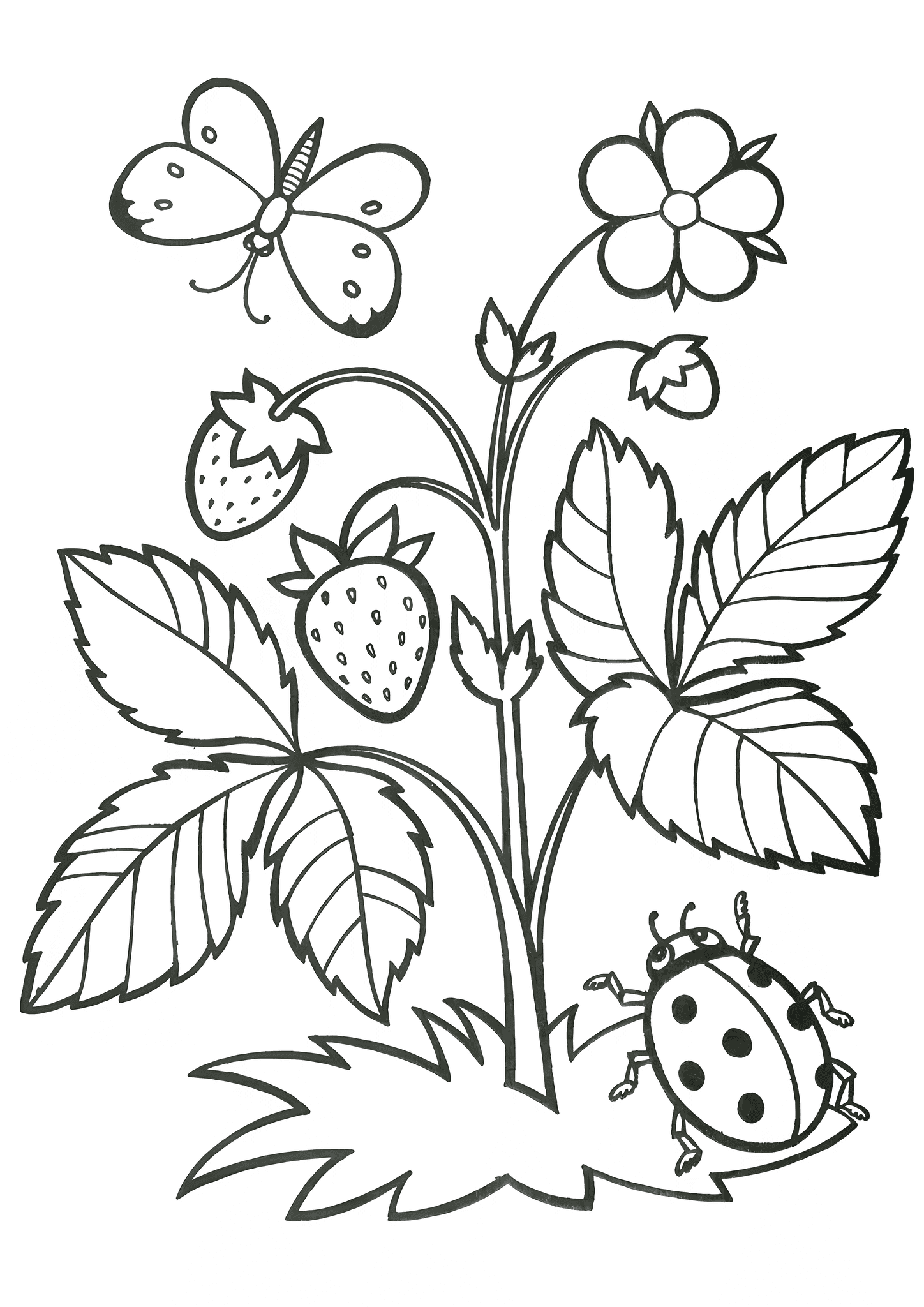 Summer: Strawberries with Butterfly