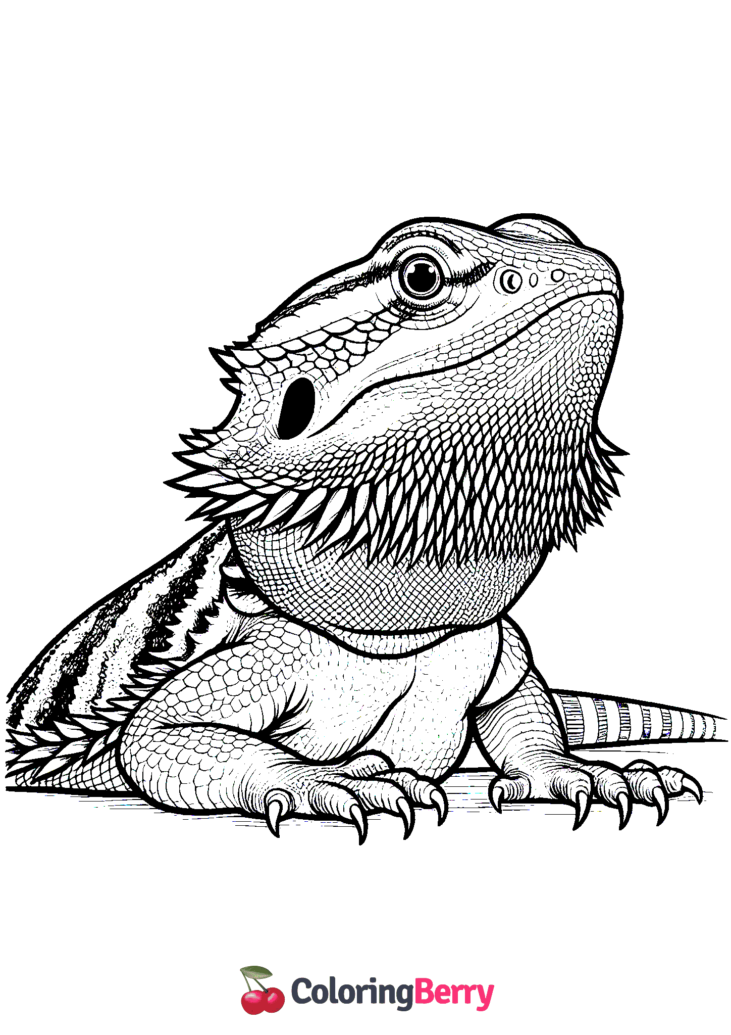 Bearded Dragon