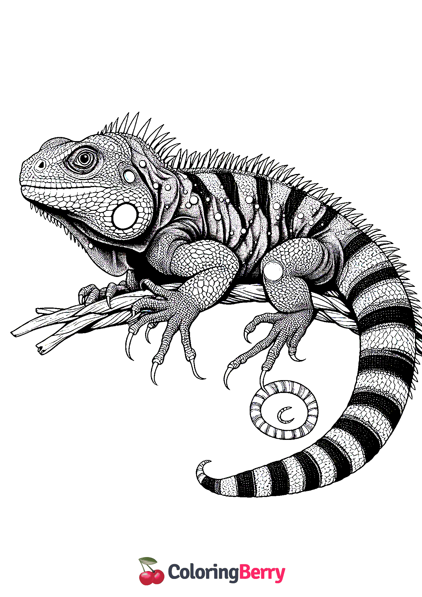 Detailed Lizard