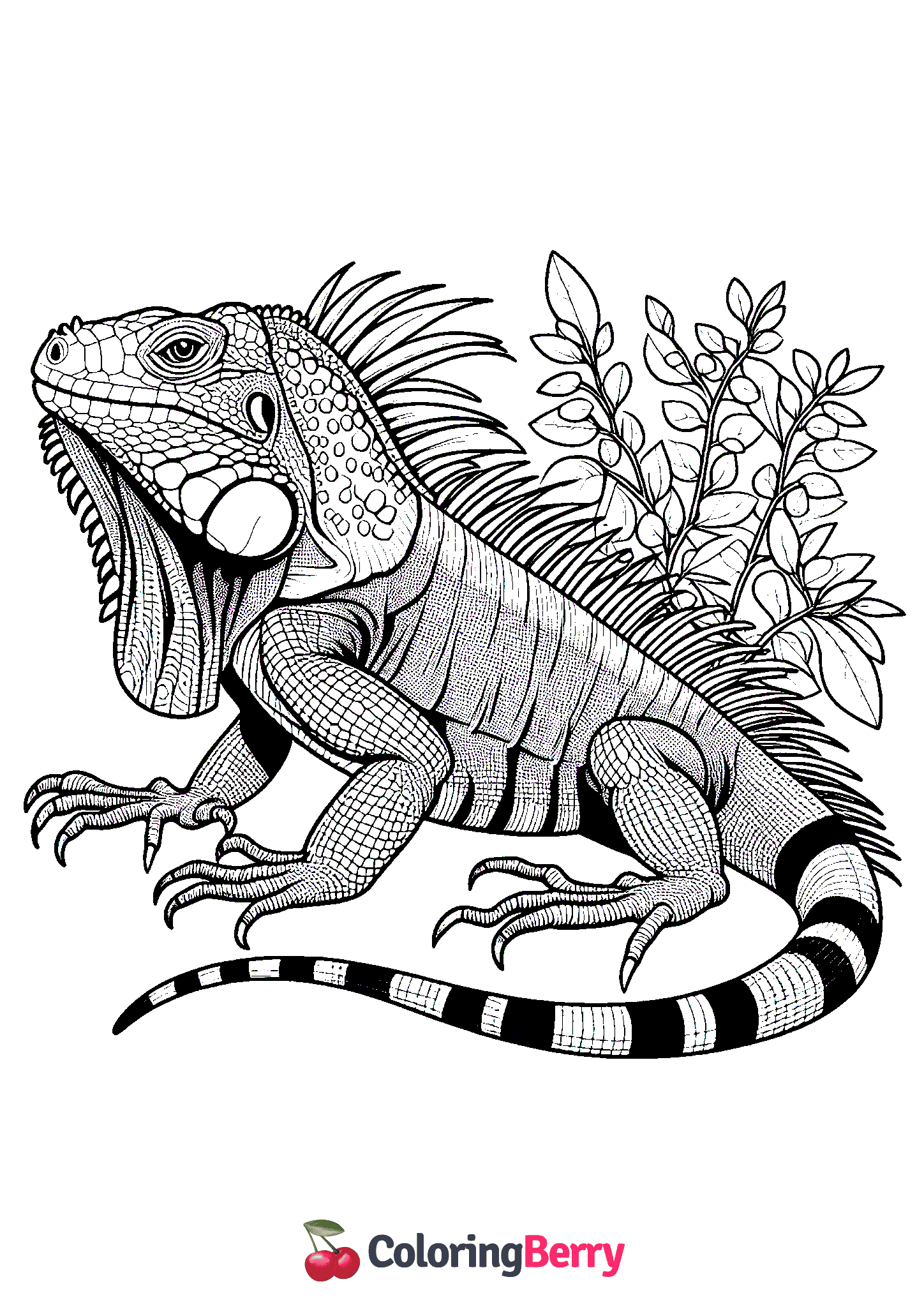 Iguana