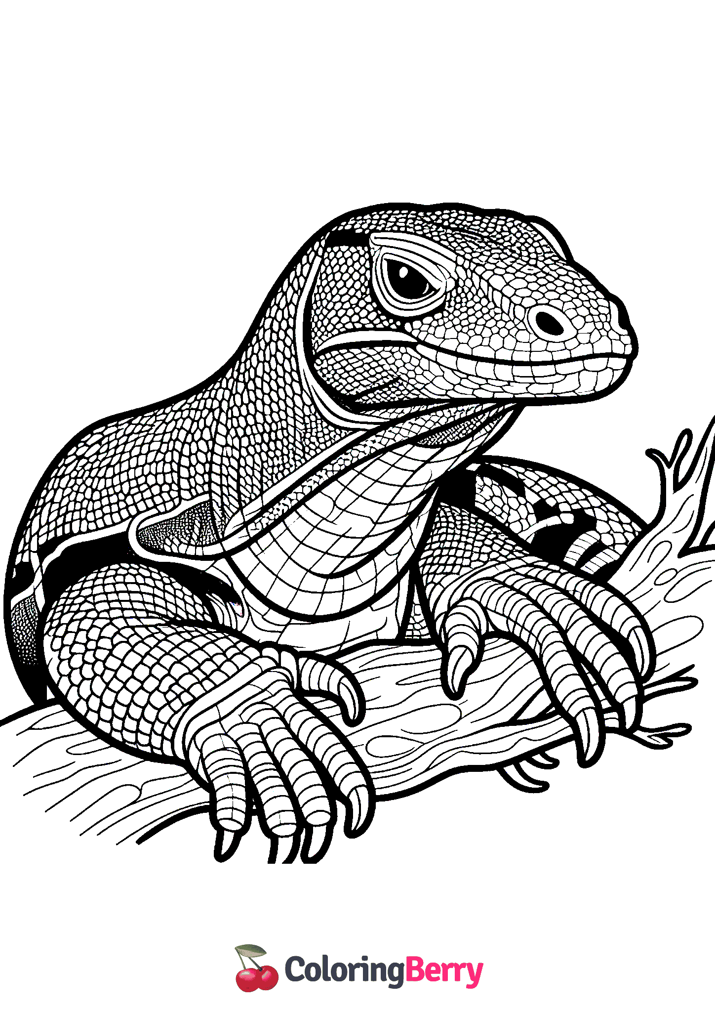 Komodo Dragon Lizard