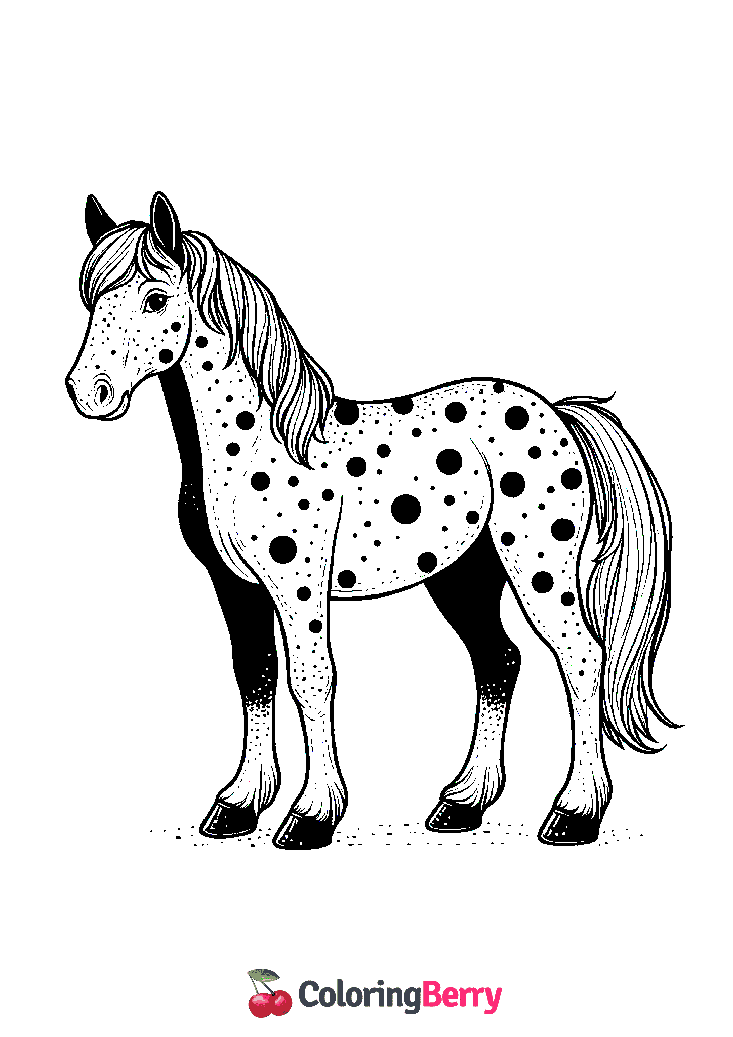 Appaloosa Horse