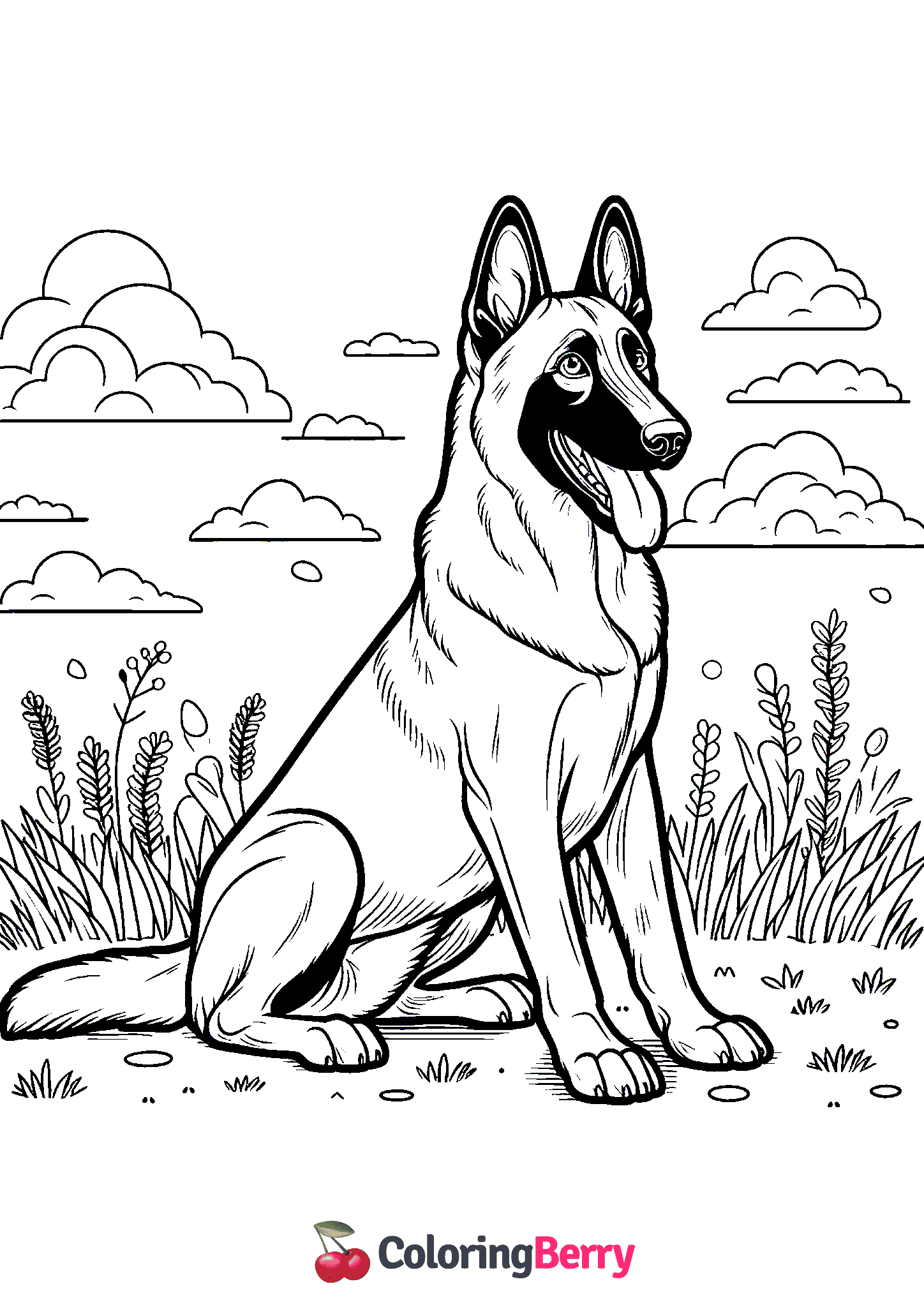 Belgian Malinois