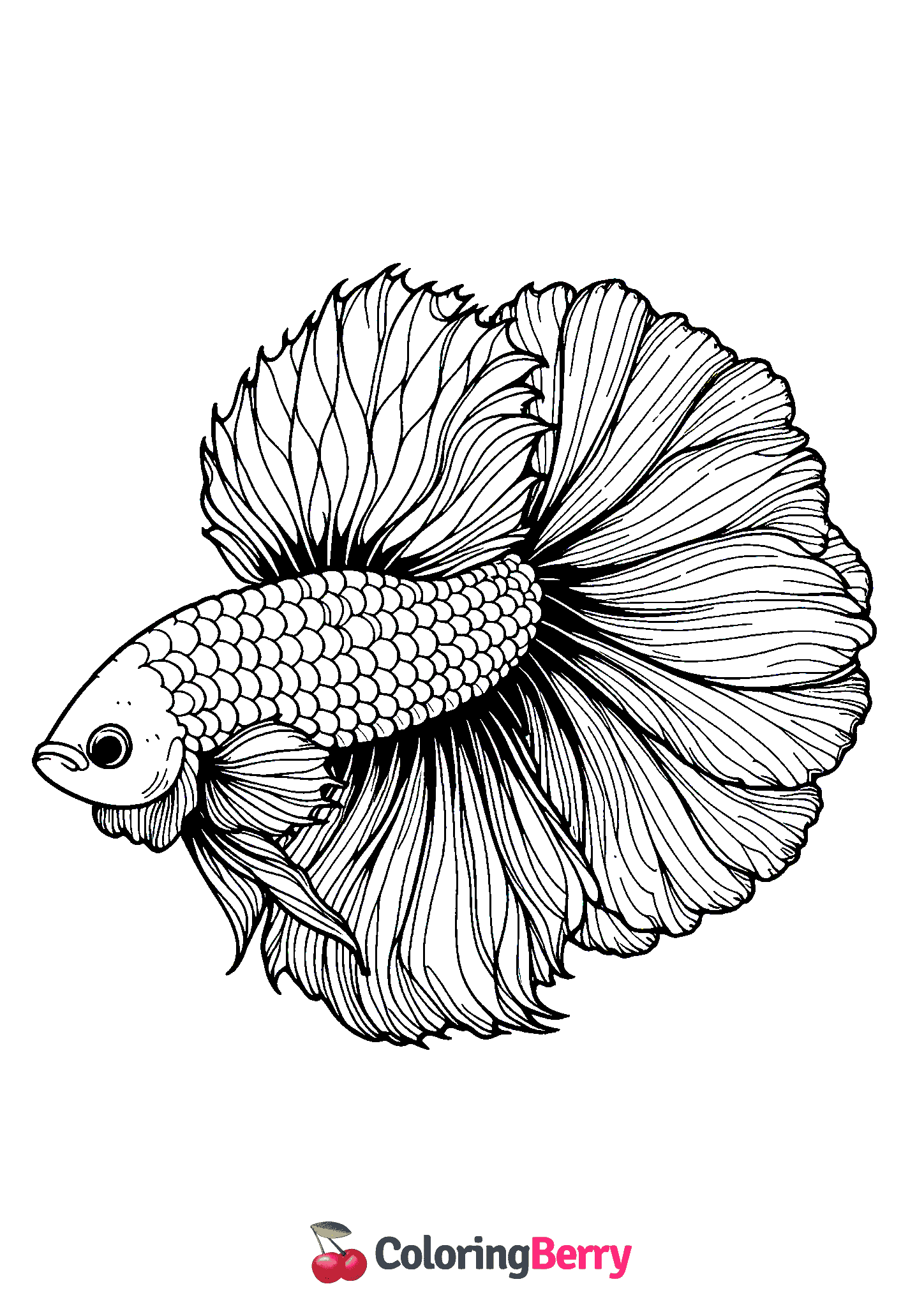 Betta Fish