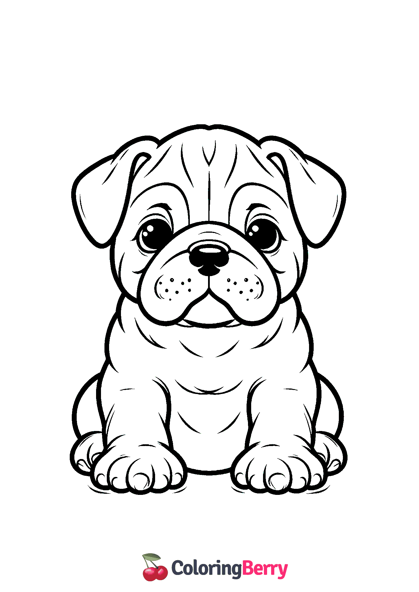 Bulldog Puppy