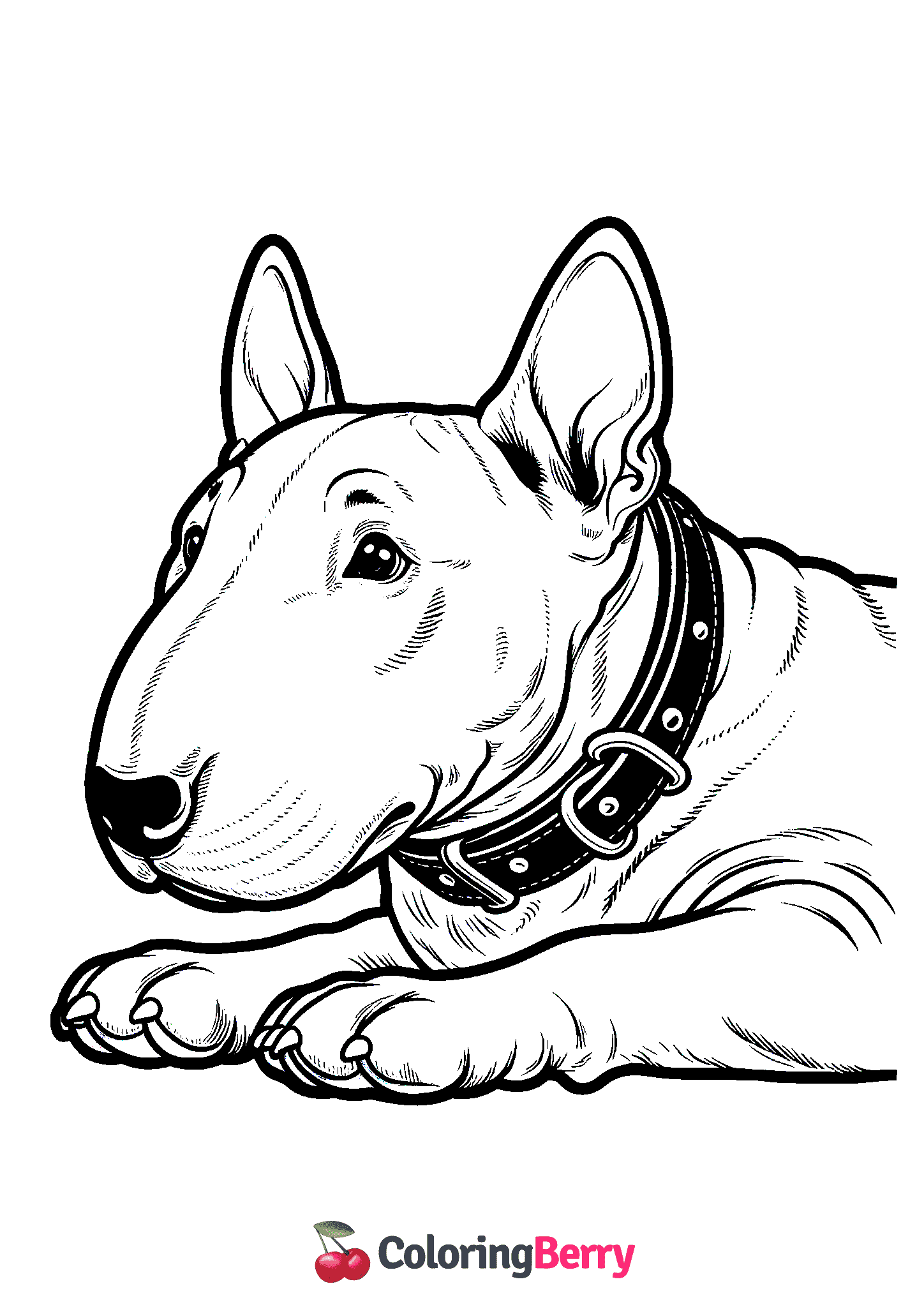 Bullterrier