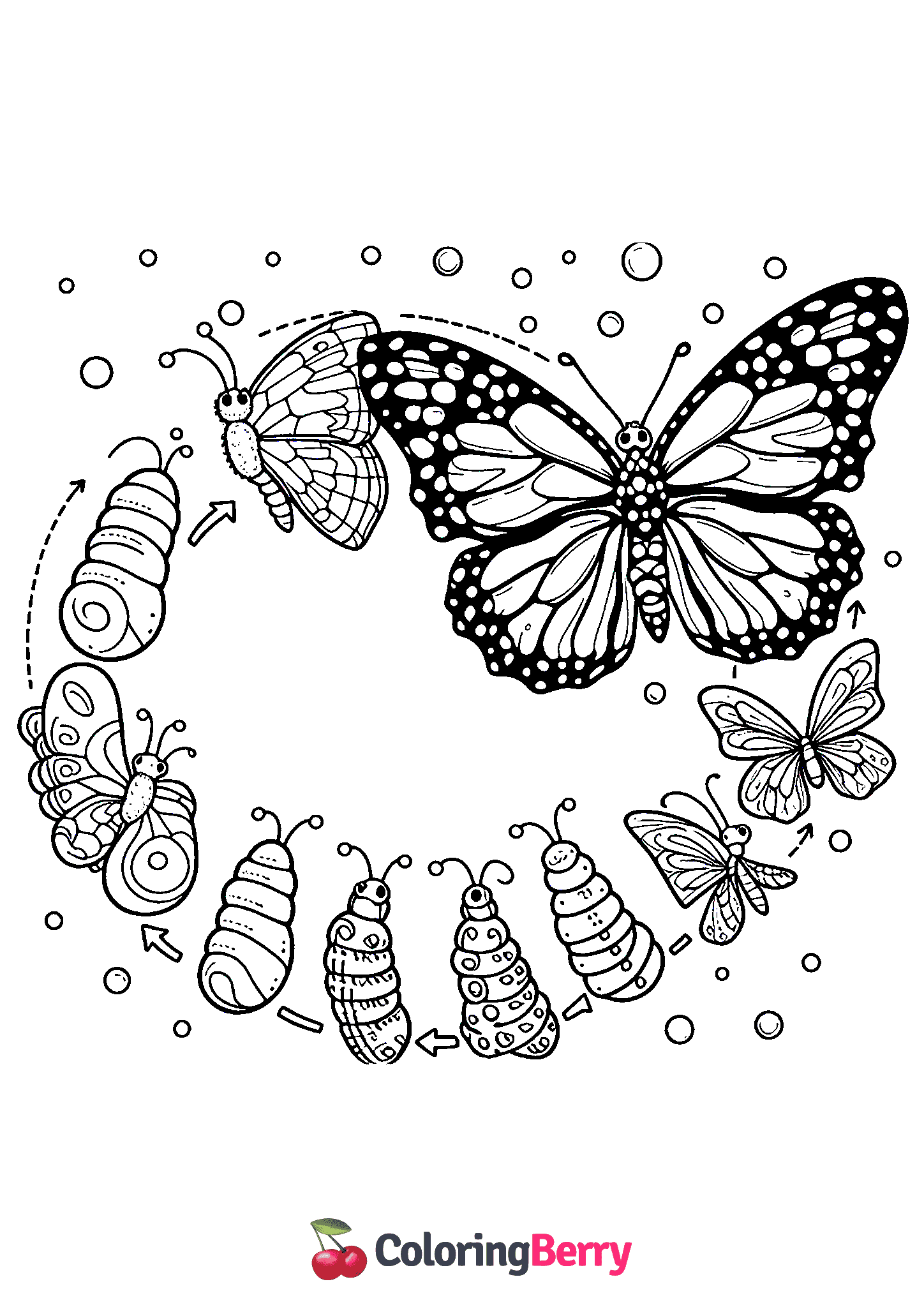 Butterfly Cycle
