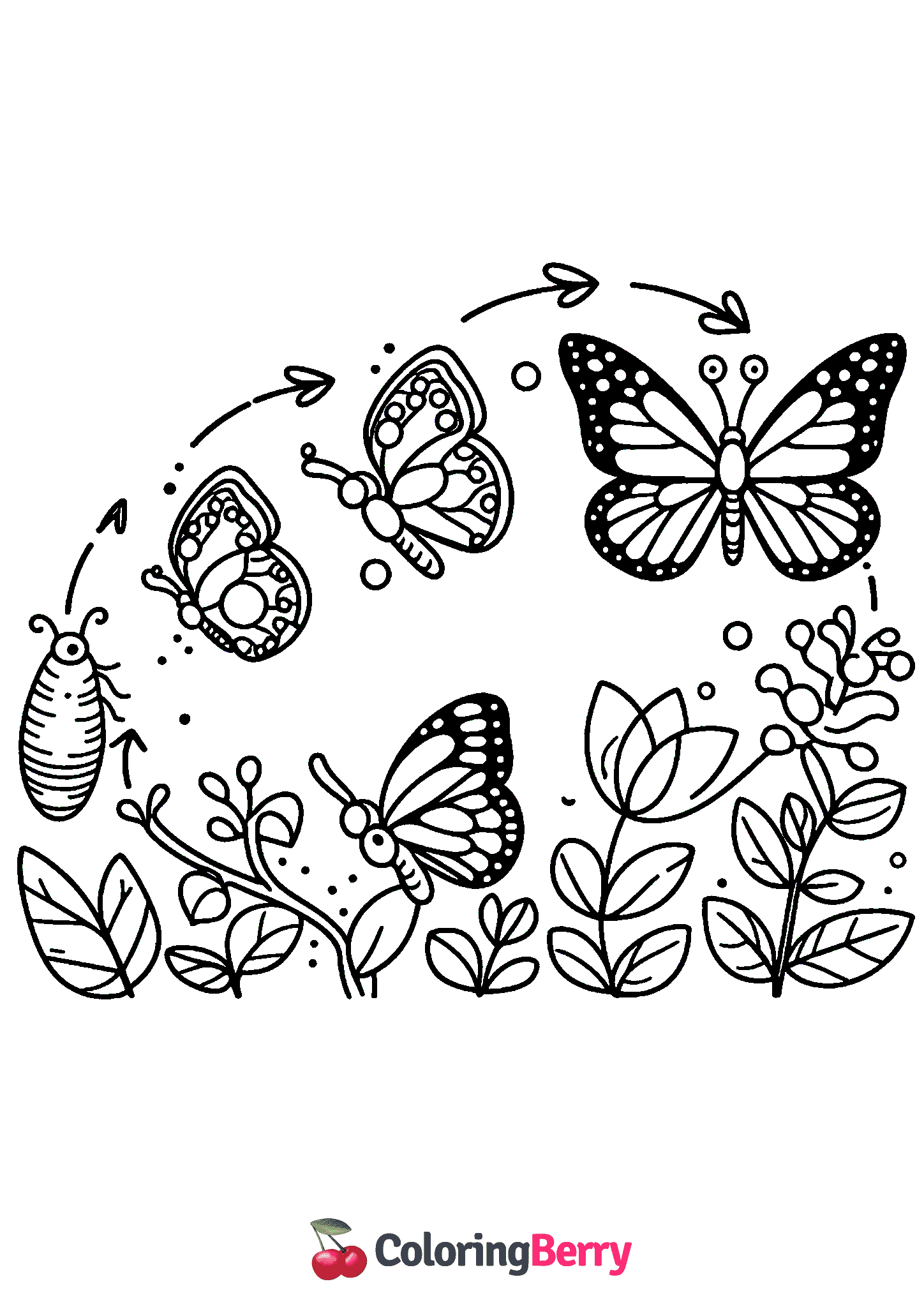 Butterfly Life Cycle