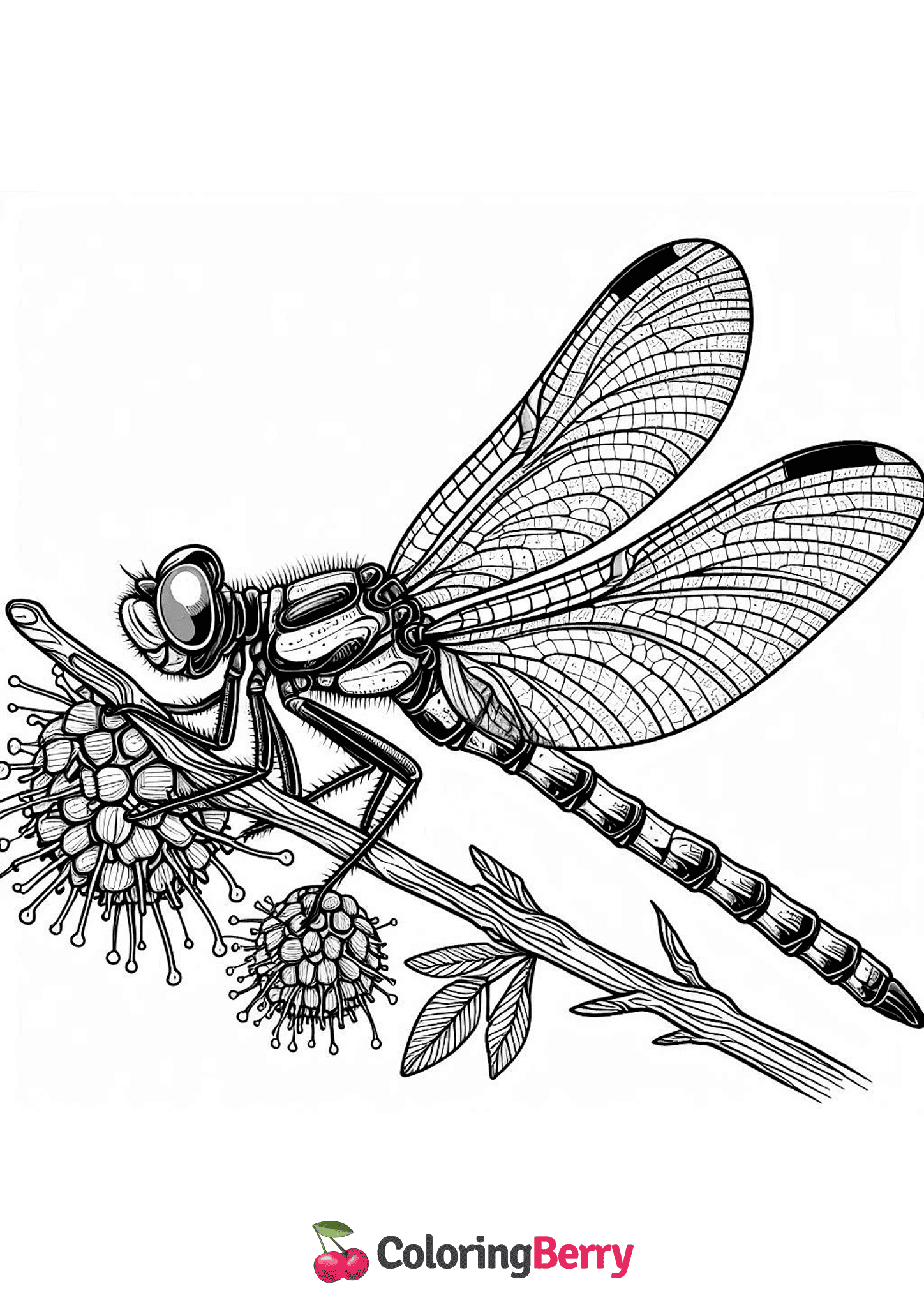 Detailed Dragonfly