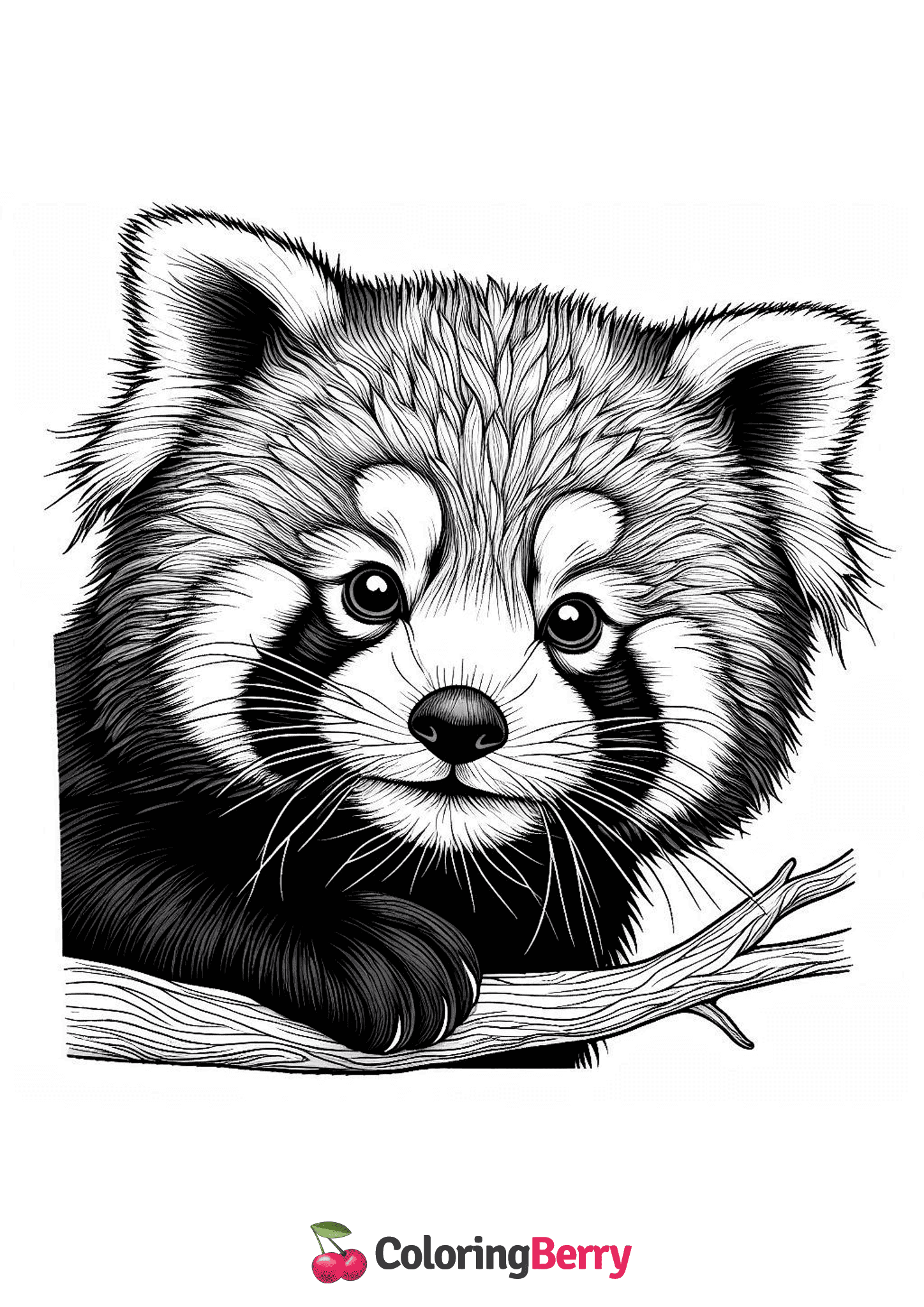 Detailed Red Panda