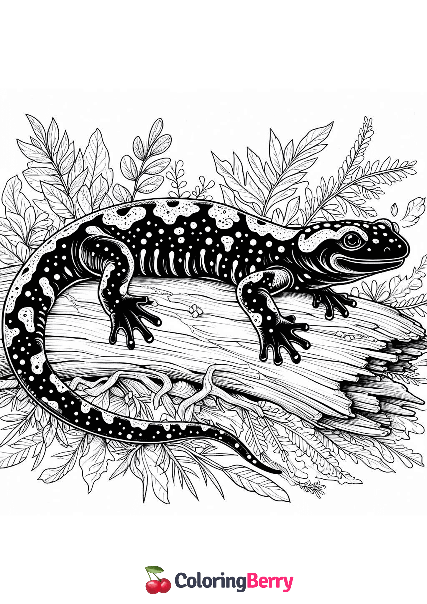 Detailed Salamander