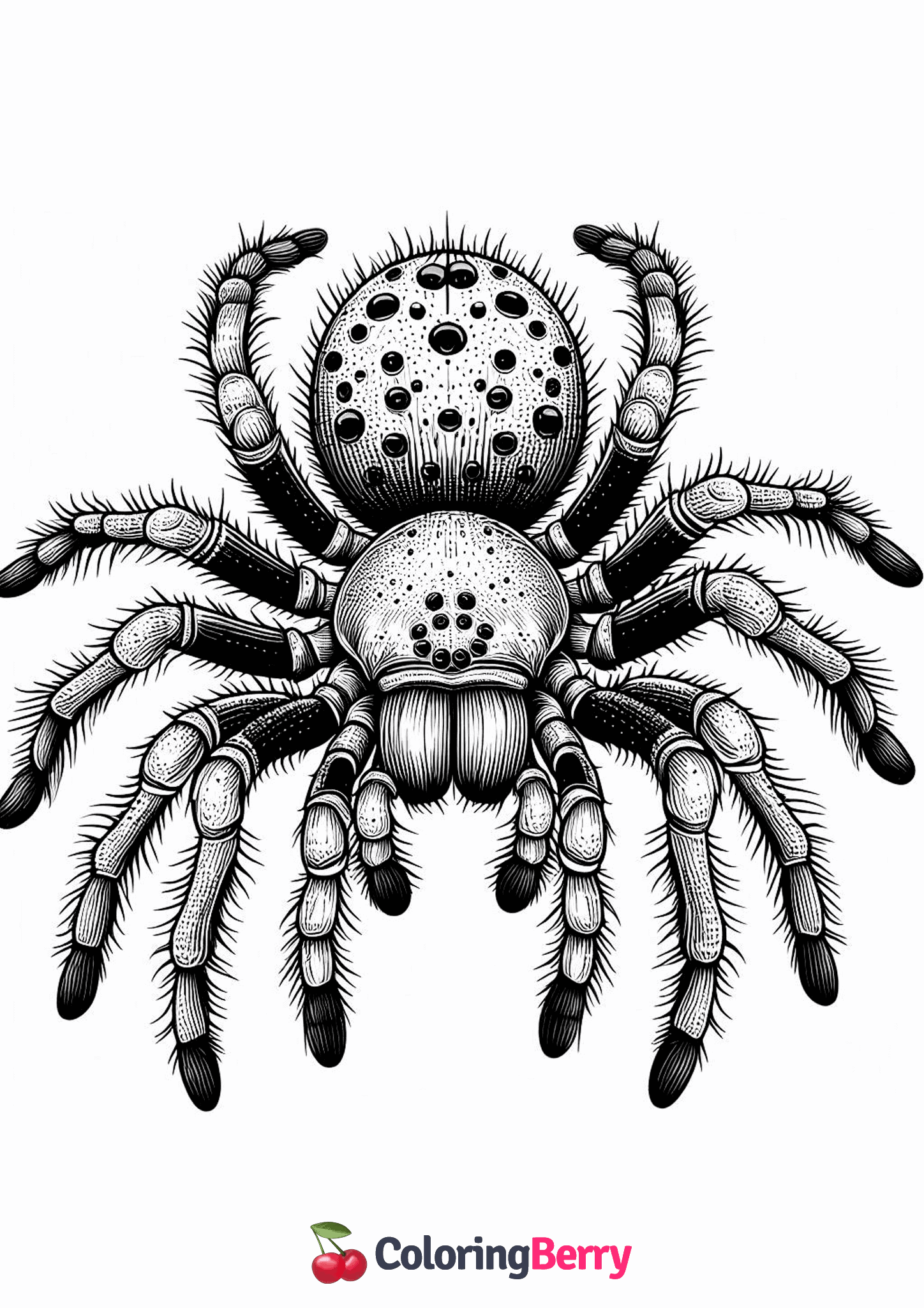 Detailed Spider