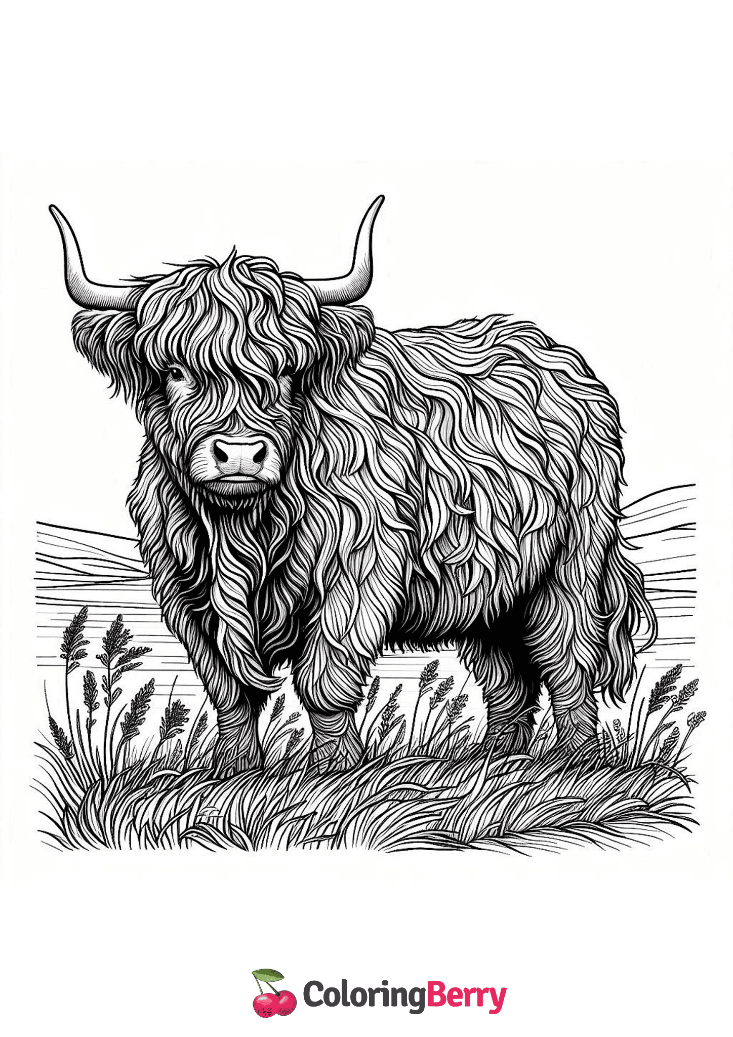 Highland Cow