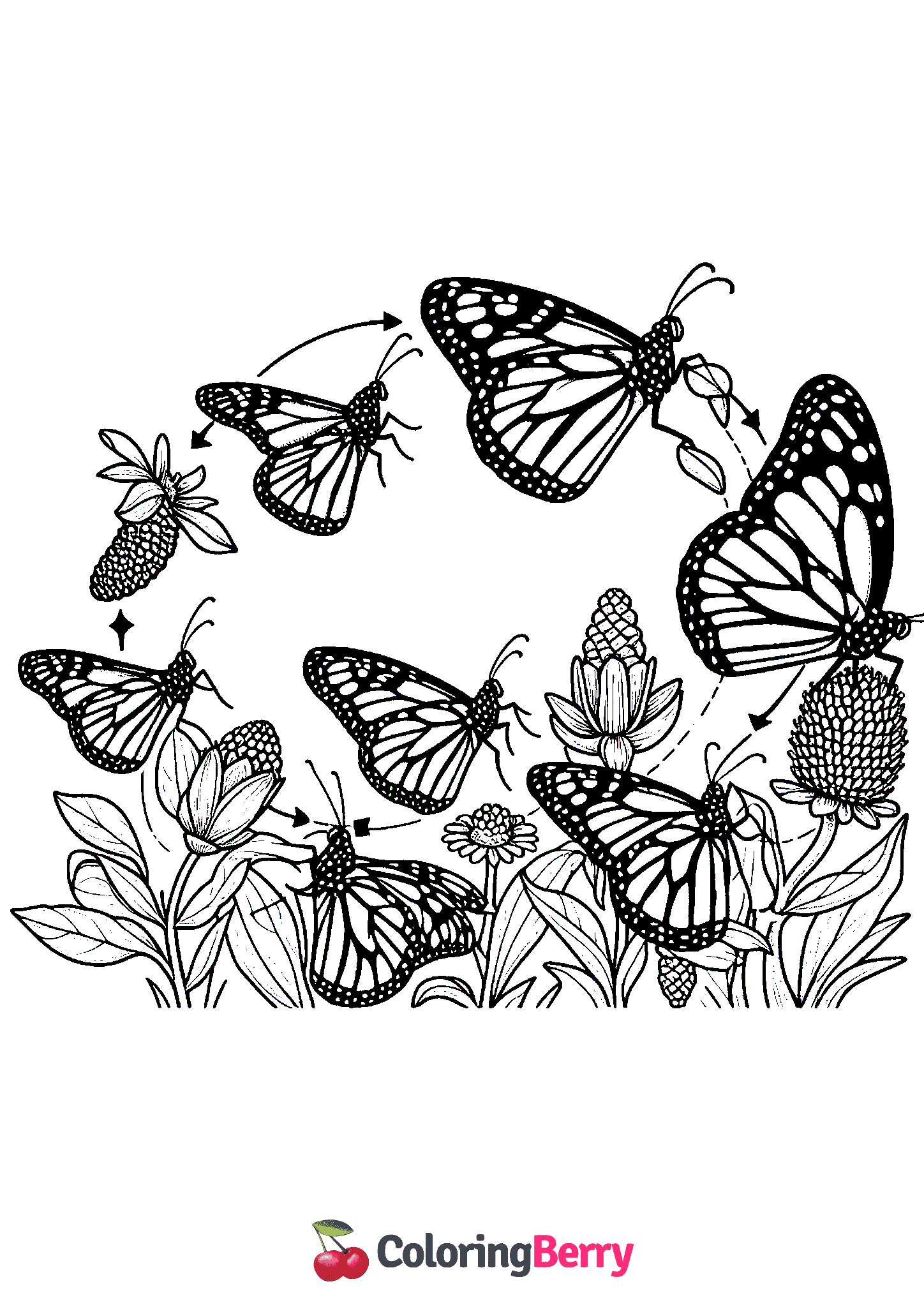 Monarch Butterfly Life Cycle