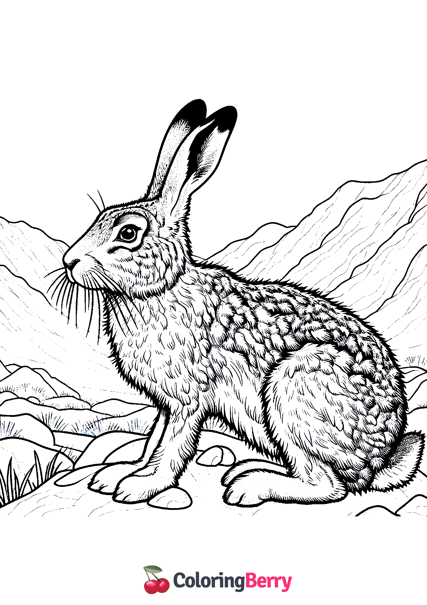 Mountain Hare