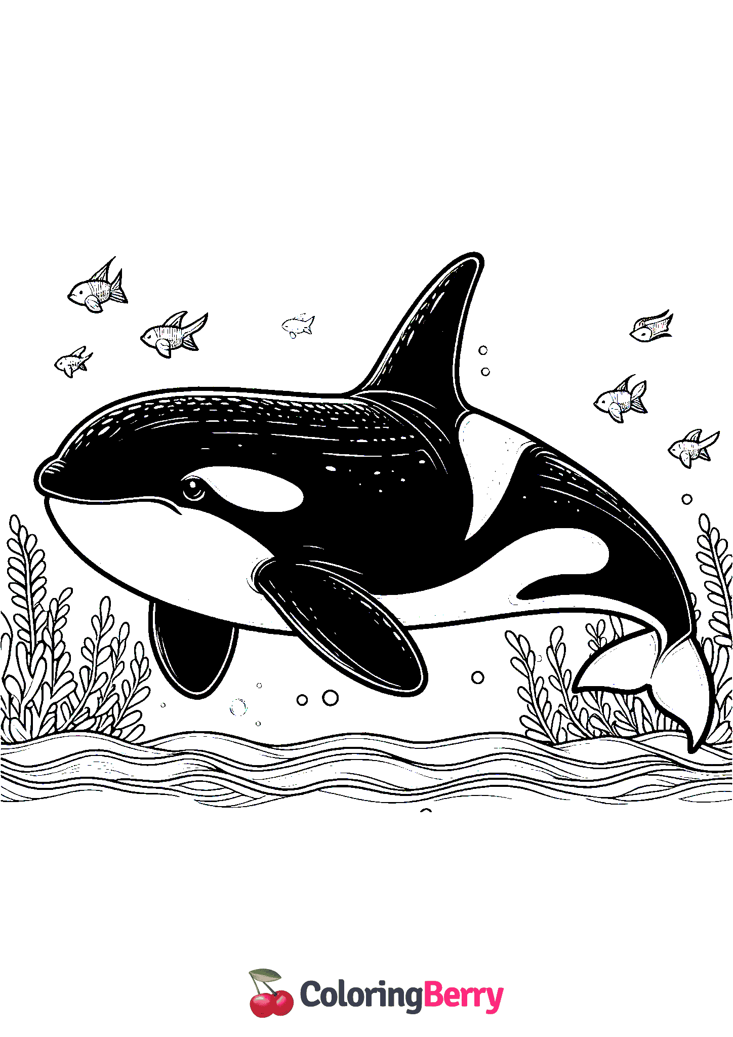 Orca Whale