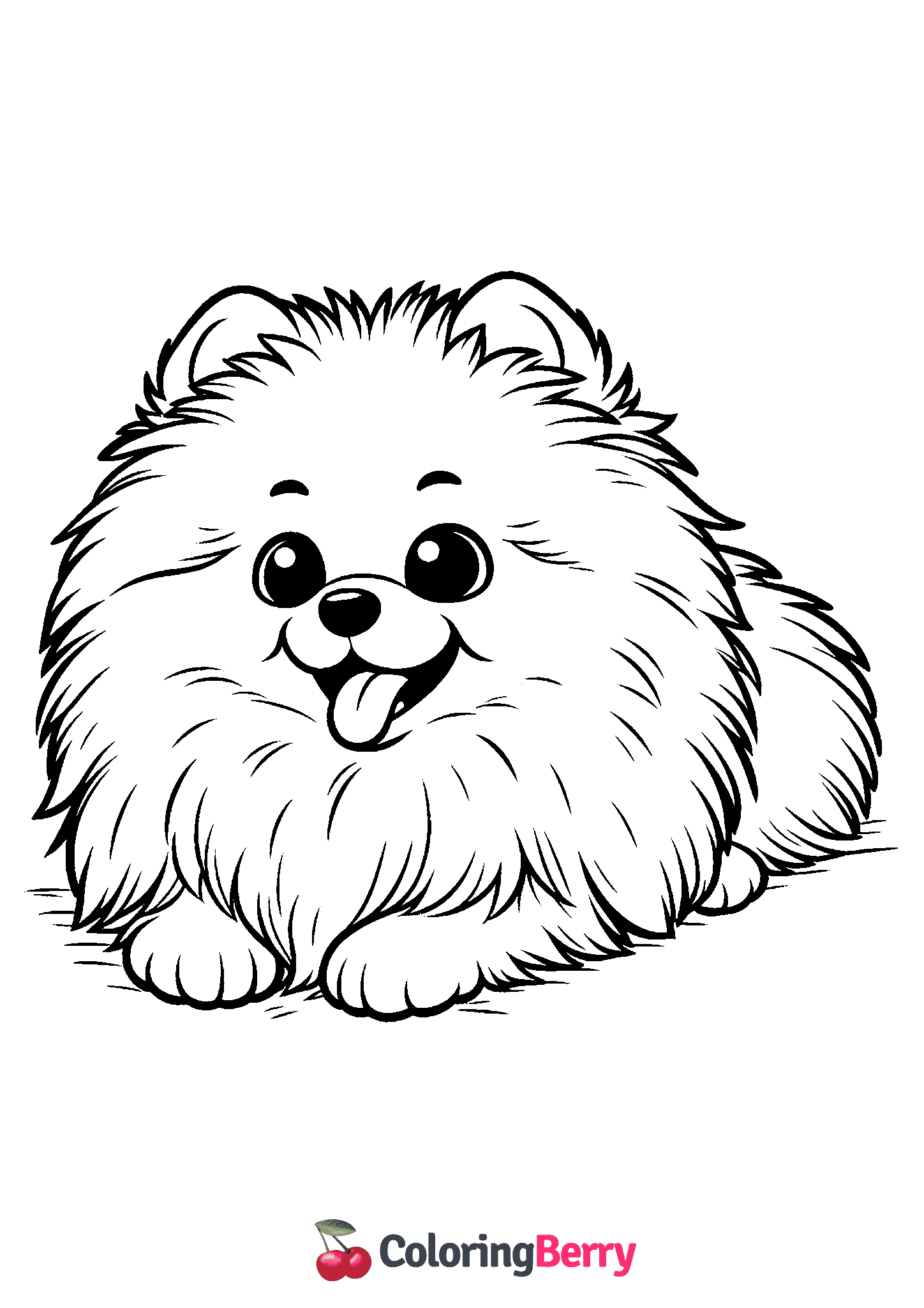 Pomeranian Dog