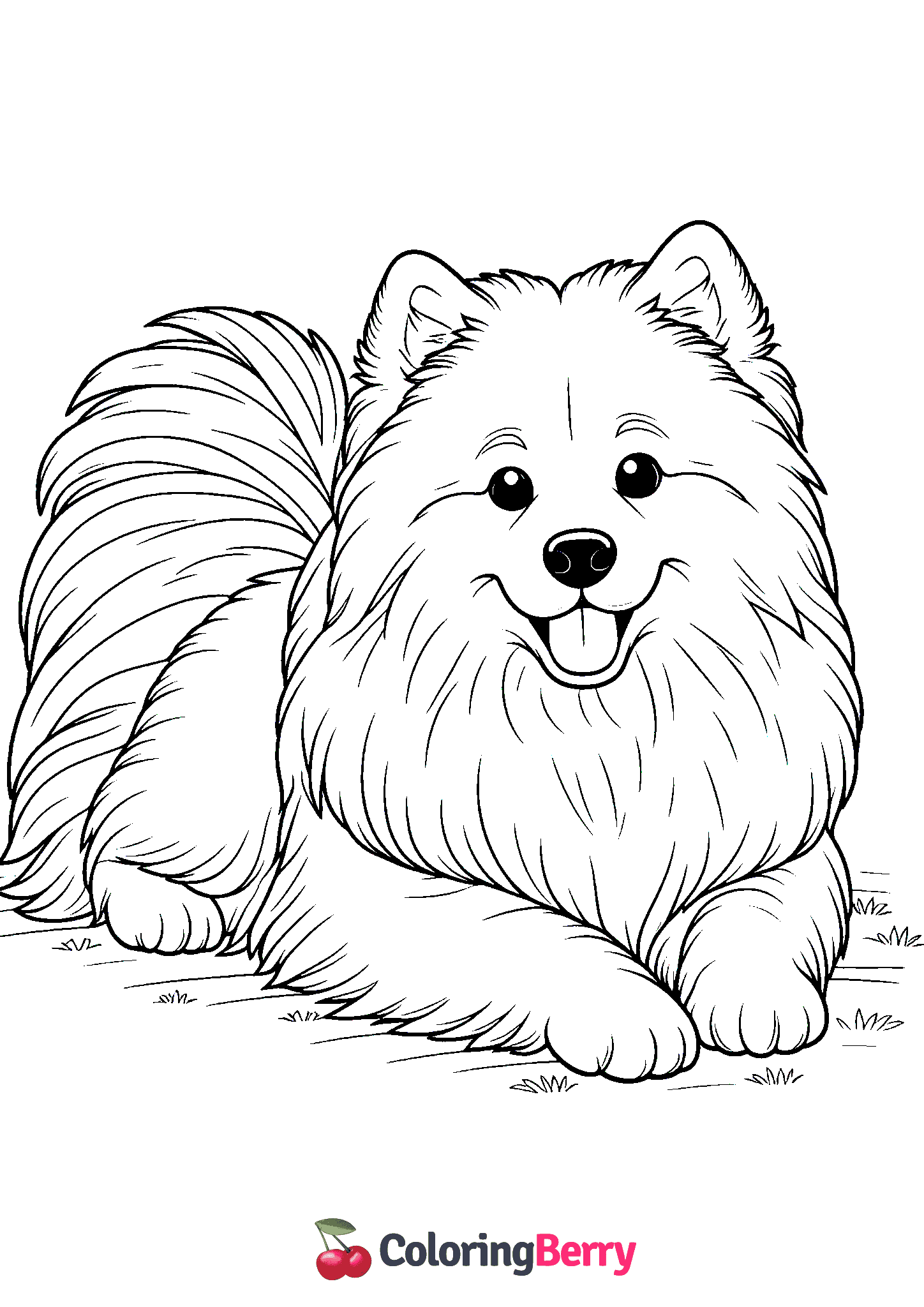 Samoyed Dog