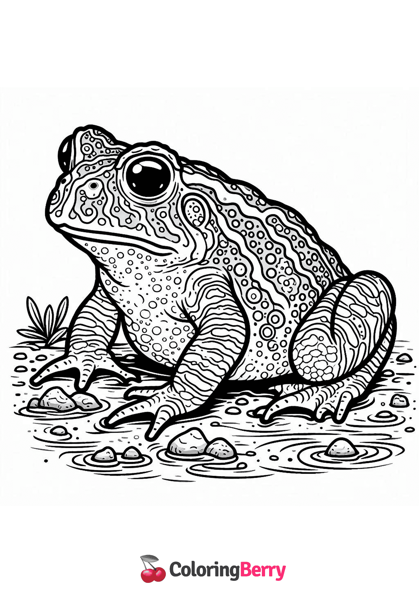 Toad