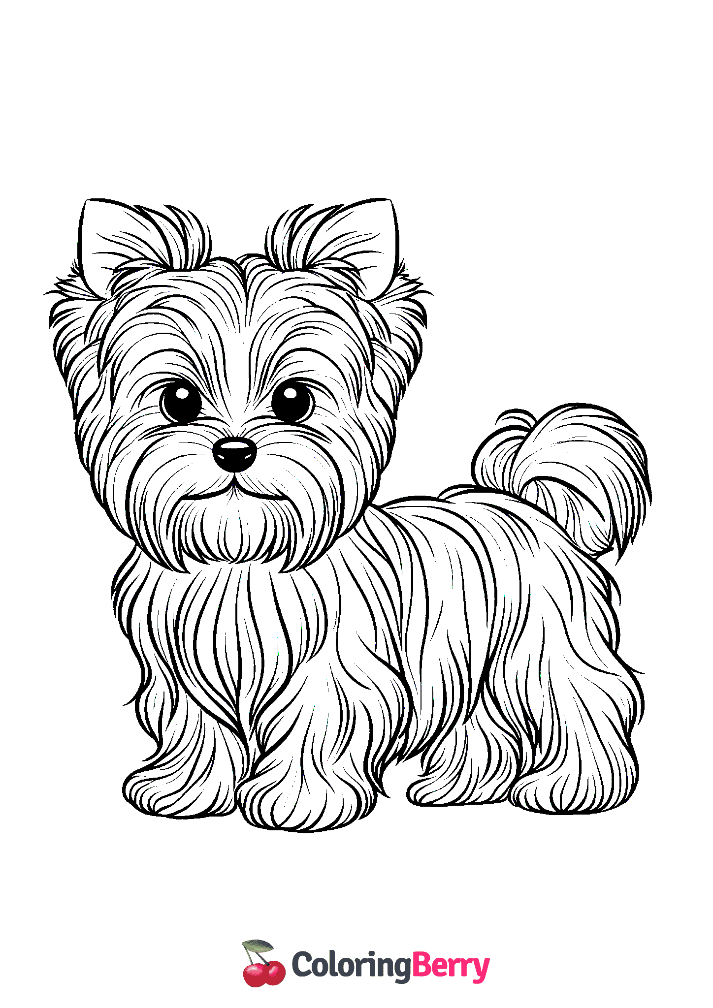 Yorkie Dog